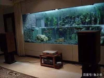 魚缸頂層魚：如何判斷龍魚是否患病
