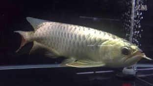 龍魚兜嘴可以手術嗎：龍魚兜嘴手術后如何護理，龍魚兜嘴手術風險有哪些