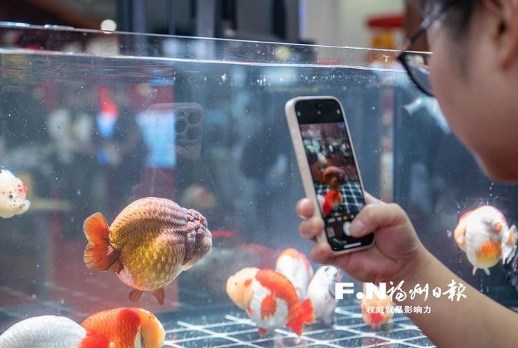 中國國際漁業(yè)博覽會 中國國際漁業(yè)博覽會 2025長城杯龍魚大賽 第11張