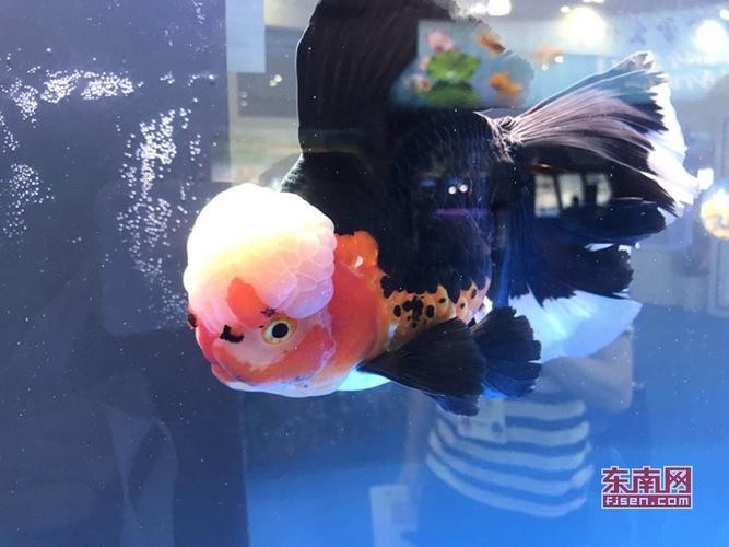 中國國際漁業(yè)博覽會 中國國際漁業(yè)博覽會 2025長城杯龍魚大賽 第12張
