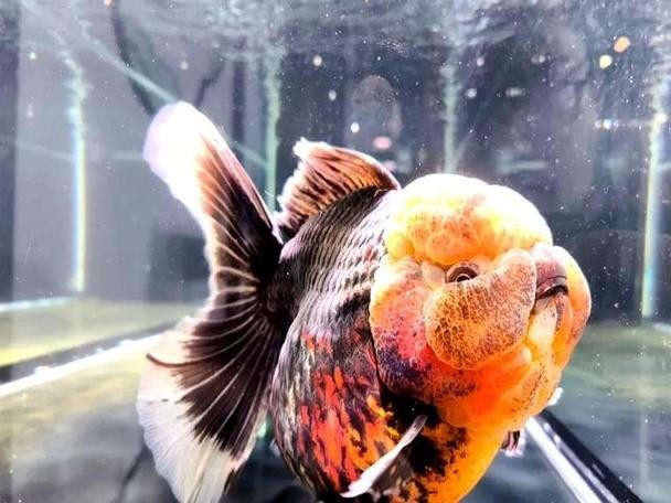 中國國際漁業(yè)博覽會 中國國際漁業(yè)博覽會 2025長城杯龍魚大賽 第9張