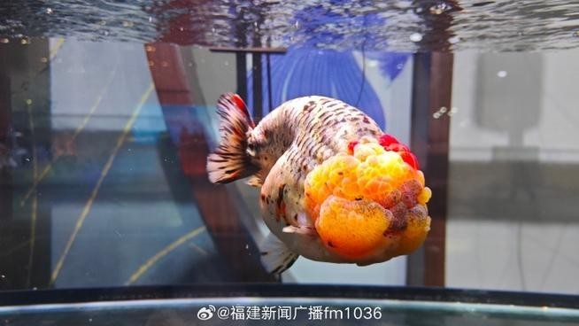 中國國際漁業(yè)博覽會 中國國際漁業(yè)博覽會 2025長城杯龍魚大賽 第8張