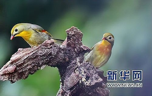 龍魚(yú)一個(gè)月不吃沒(méi)力了