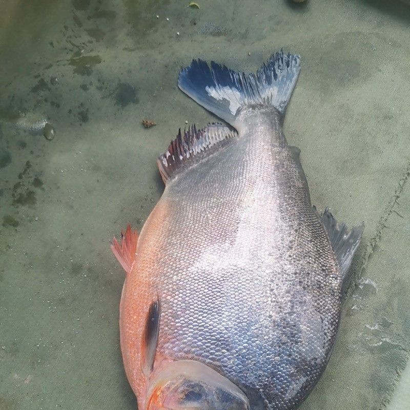 觀賞魚鯧魚的種類 觀賞魚鯧魚的種類 龍魚論壇 第1張