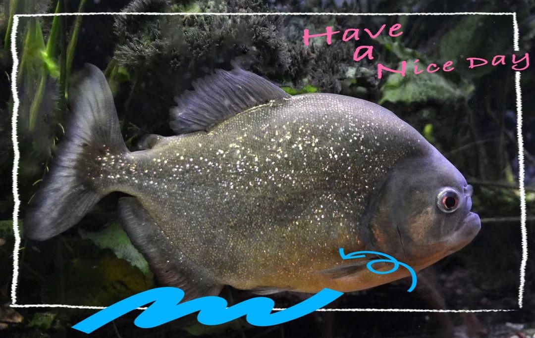 觀賞魚鯧魚的種類 觀賞魚鯧魚的種類 龍魚論壇 第5張