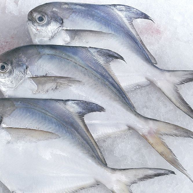 觀賞魚鯧魚的種類 觀賞魚鯧魚的種類 龍魚論壇 第9張