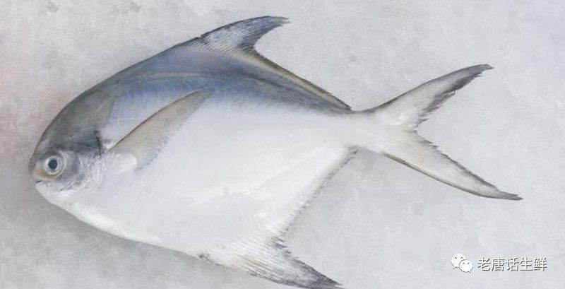 觀賞魚鯧魚的種類 觀賞魚鯧魚的種類 龍魚論壇 第15張