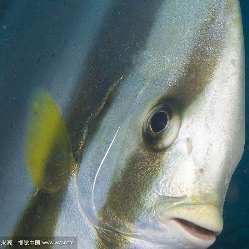 觀賞魚鯧魚的種類 觀賞魚鯧魚的種類 龍魚論壇 第13張