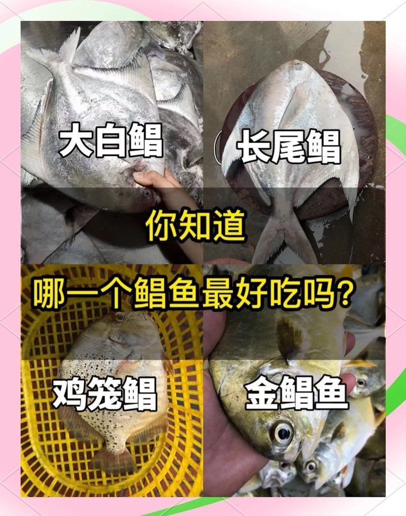 觀賞魚鯧魚的種類 觀賞魚鯧魚的種類 龍魚論壇 第17張