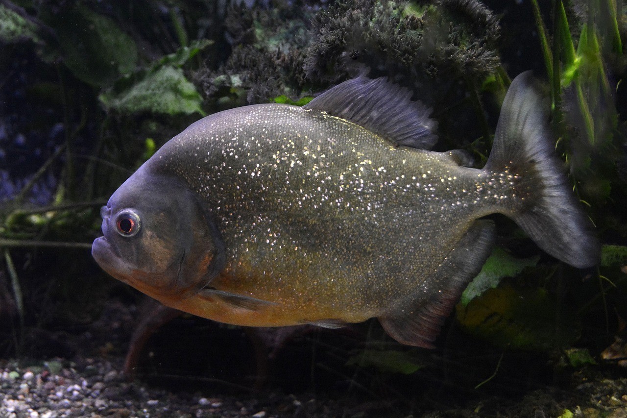 金龍魚和黃頭龜混養好嗎