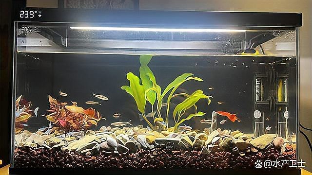 魚缸水發(fā)白霧蒙蒙的怎么解決