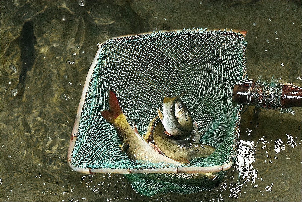 魚缸水發(fā)白霧蒙蒙的怎么解決