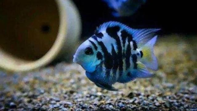 降低魚缸氨氮濃度的有效方法：如何降低魚缸氨氮濃度