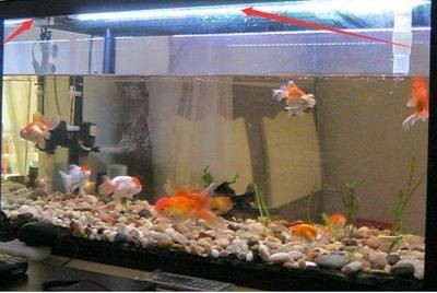 魚缸水位管理的藝術了解：過濾桶的高度對于魚缸生態的影響