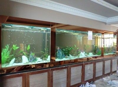 龍魚缸能養錦鯉嗎：錦鯉和龍魚一起養錦鯉和龍魚一起養錦鯉嗎