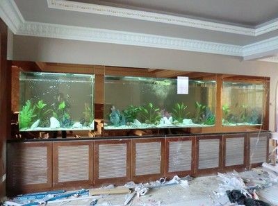 龍魚缸能養錦鯉嗎：錦鯉和龍魚一起養錦鯉和龍魚一起養錦鯉嗎