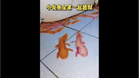 小龍魚躲在角落里怎么辦（小龍魚為什么總是躲在角落里？）
