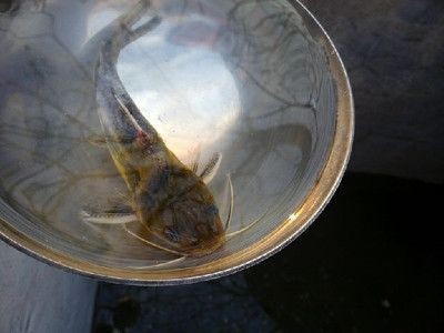 小龍魚躲在角落里怎么辦（小龍魚為什么總是躲在角落里？）