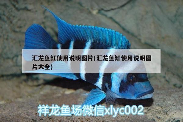 廣州市海珠區(qū)海珠水族玩具社（廣州市海珠區(qū)海珠水族玩具社區(qū)電話）