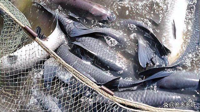 龍魚鰓蓋爛了應該如何治療？