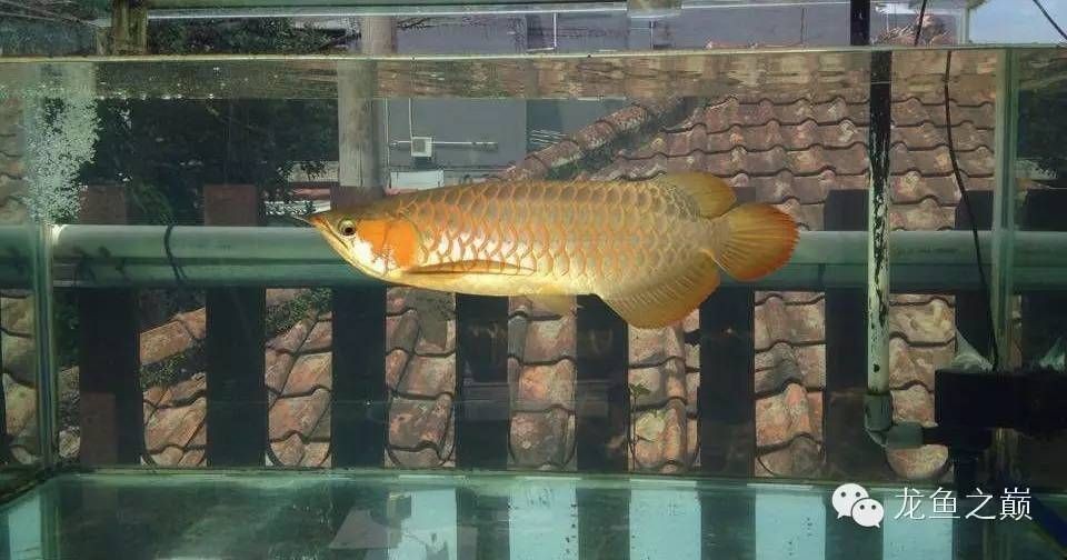 龍魚貴不貴呀怎么看出來：關于龍魚價格及其判斷標準的詳細分析