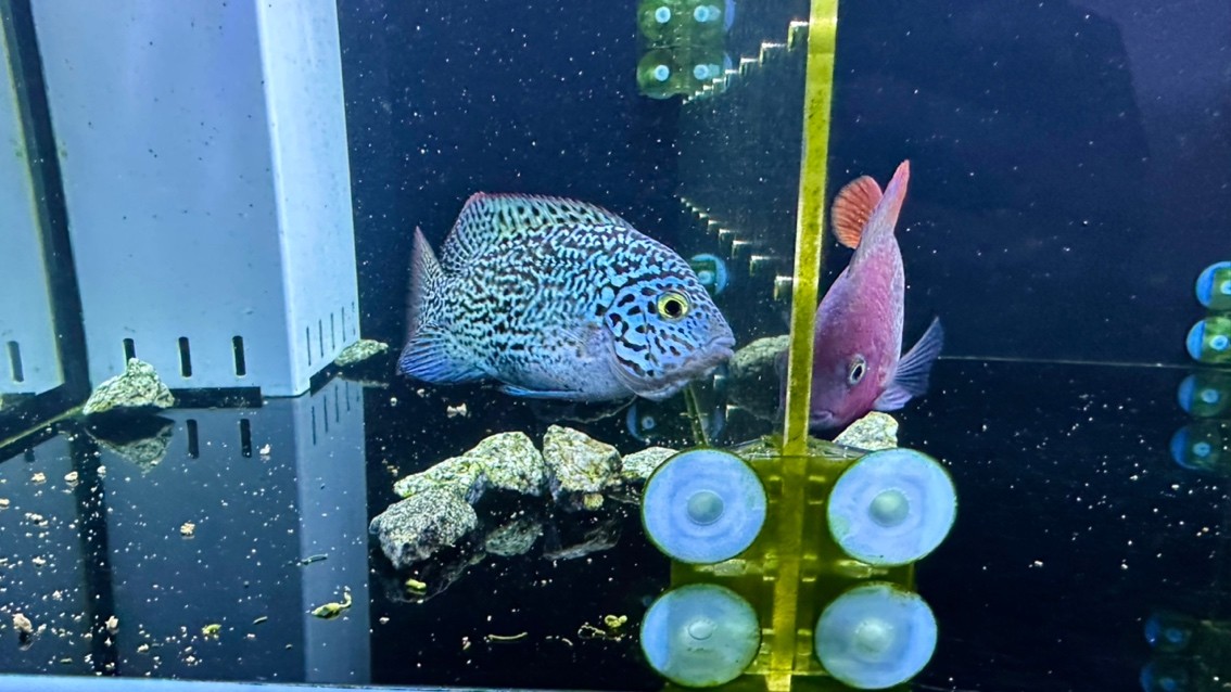 三條小魚.
