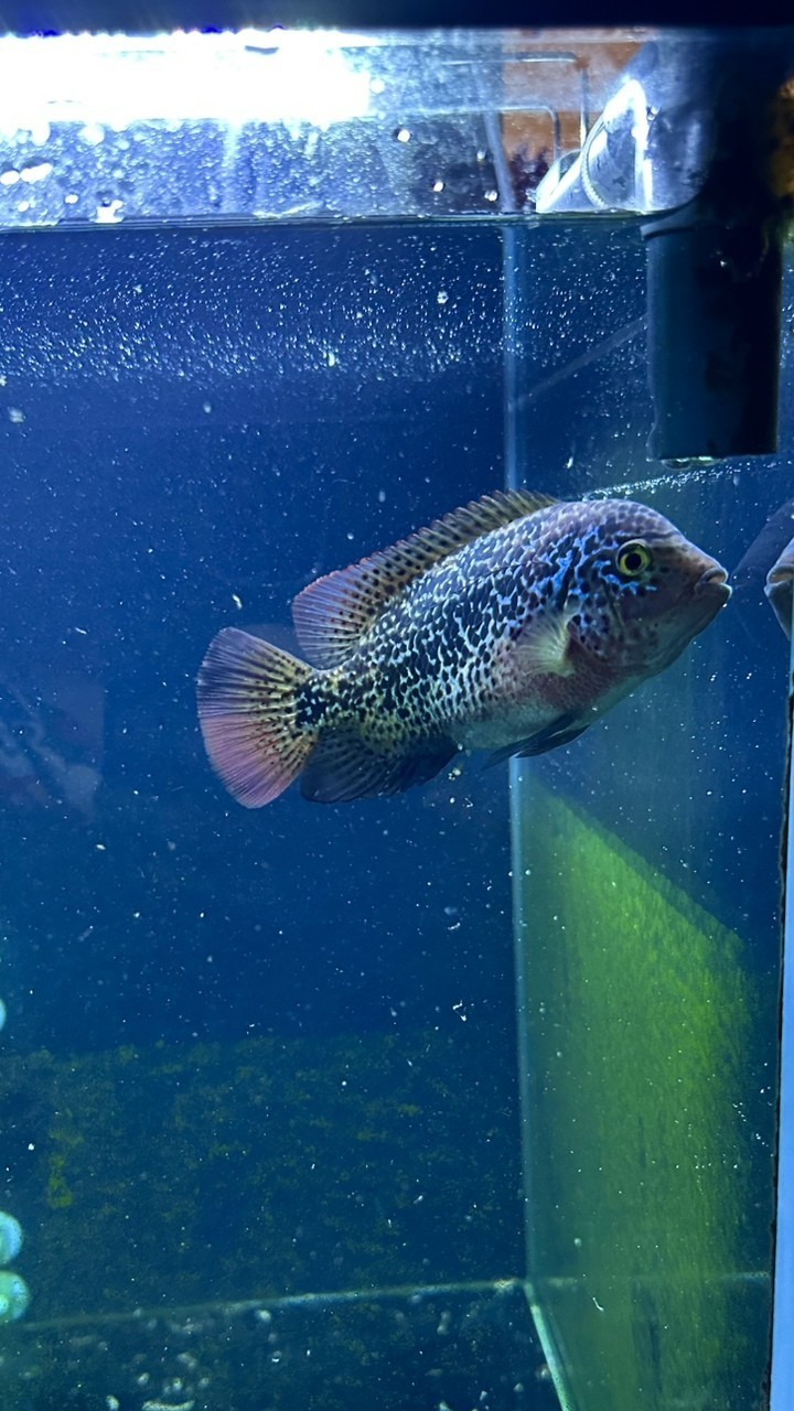 三條小魚.