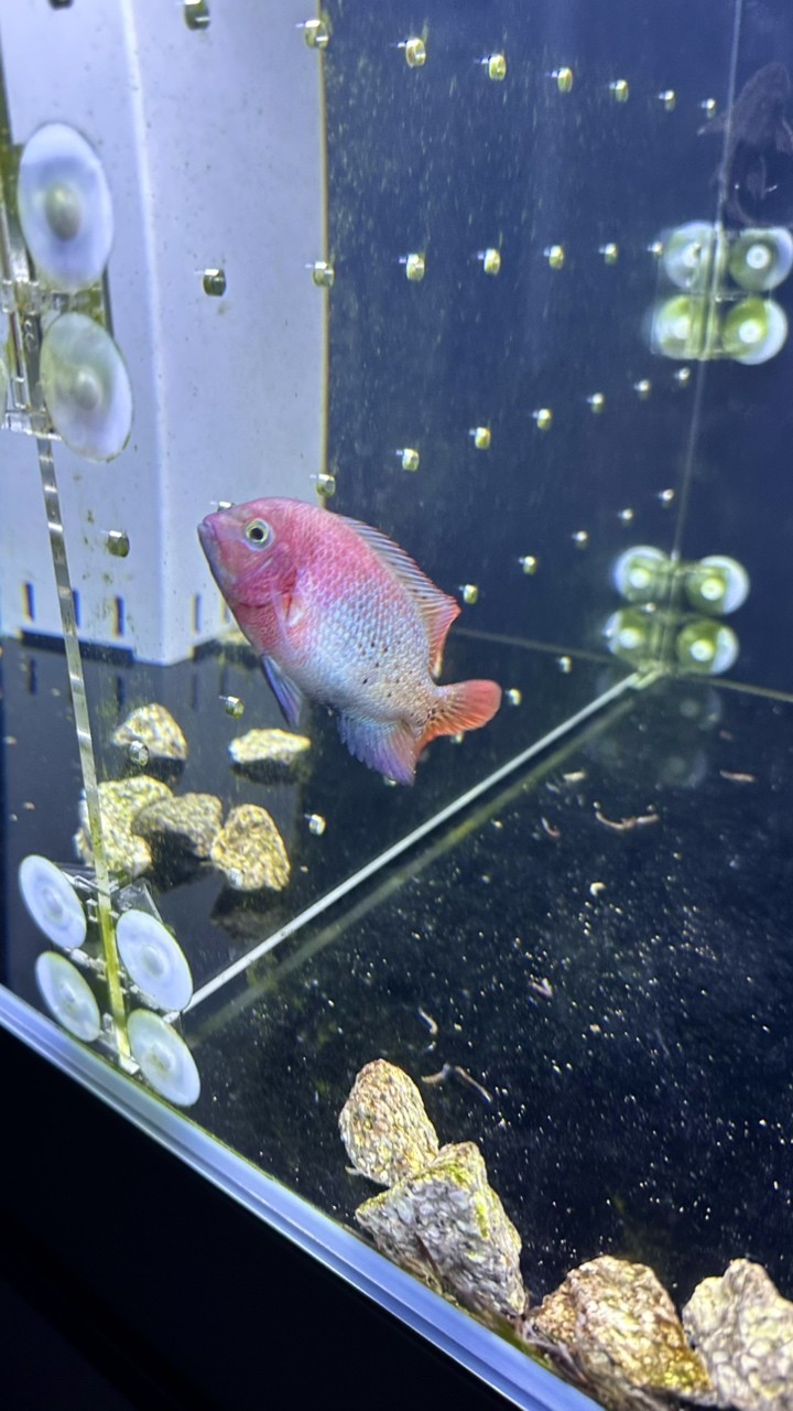 三條小魚.