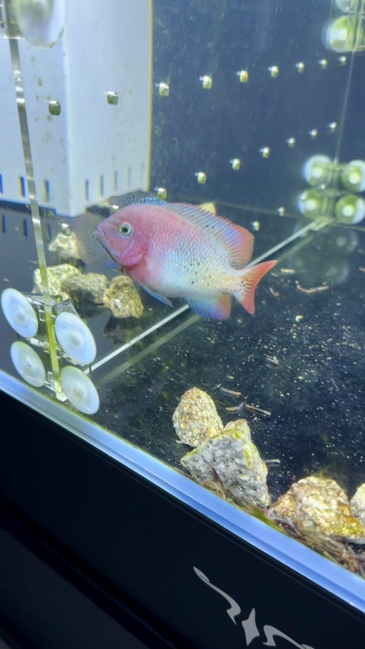 三條小魚.