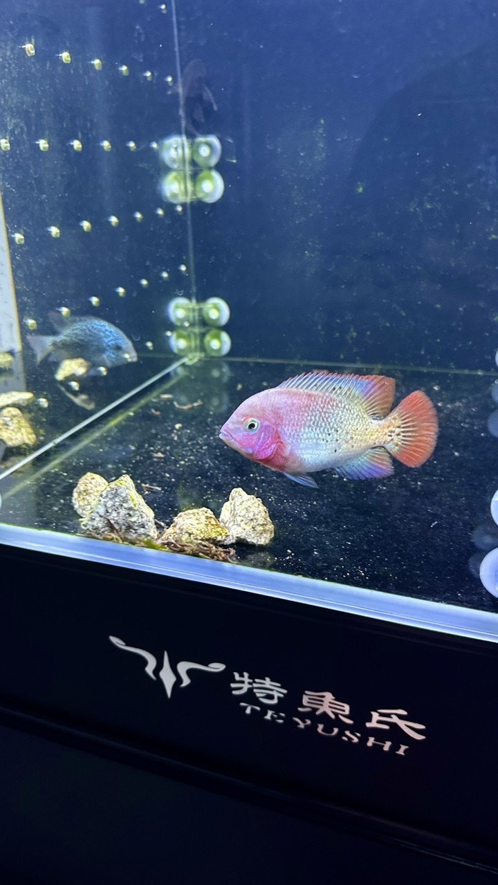 三條小魚.
