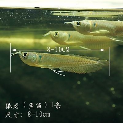銀龍魚苗水溫調節技巧：銀龍魚苗最佳生長水溫