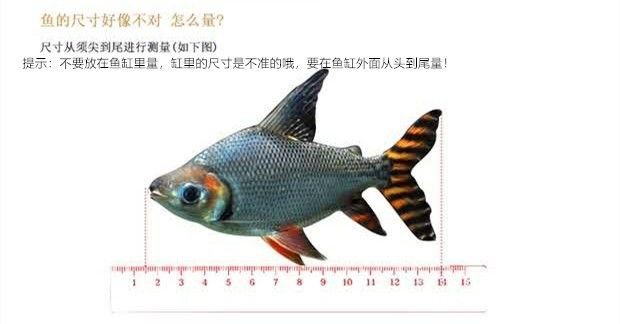 銀龍魚苗水溫調節技巧：銀龍魚苗最佳生長水溫