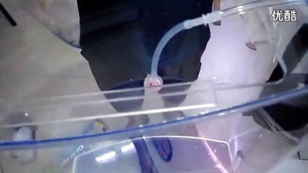 可麗愛魚缸安裝視頻教程：可麗愛魚缸安裝視頻教程提供了詳細步驟說明