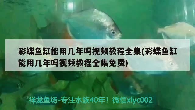 銀龍魚的飼養管理，養銀龍魚的注意事項