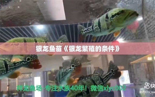 銀龍魚苗與金魚苗混養的繁殖策略：銀龍魚與金魚混養的水質調控技巧