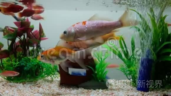 推薦一些高清的魚游視頻