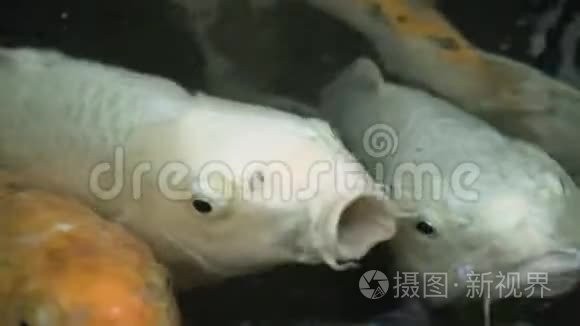 推薦一些高清的魚游視頻