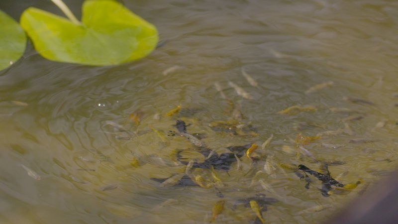 推薦一些高清的魚游視頻