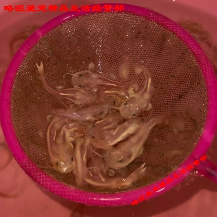 金龍魚活體在哪里買便宜