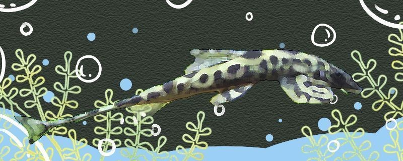 睿美魚(yú)缸改造：睿美魚(yú)缸改造案例分享 睿美魚(yú)缸改造：睿美魚(yú)缸改造案例分享 魚(yú)缸百科 第2張