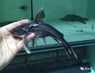 如何減少鐵甲武士魚攻擊性：減少鐵甲武士魚攻擊性的方法