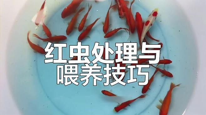 面包蟲如何消毒才能喂給六角恐龍？