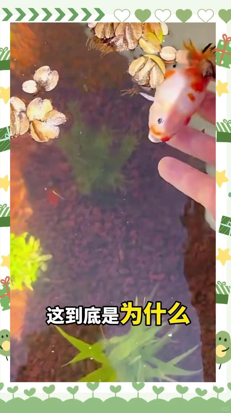 如何檢測金龍魚水質是否異常？ 如何檢測金龍魚水質是否異常？ 龍魚論壇 第7張