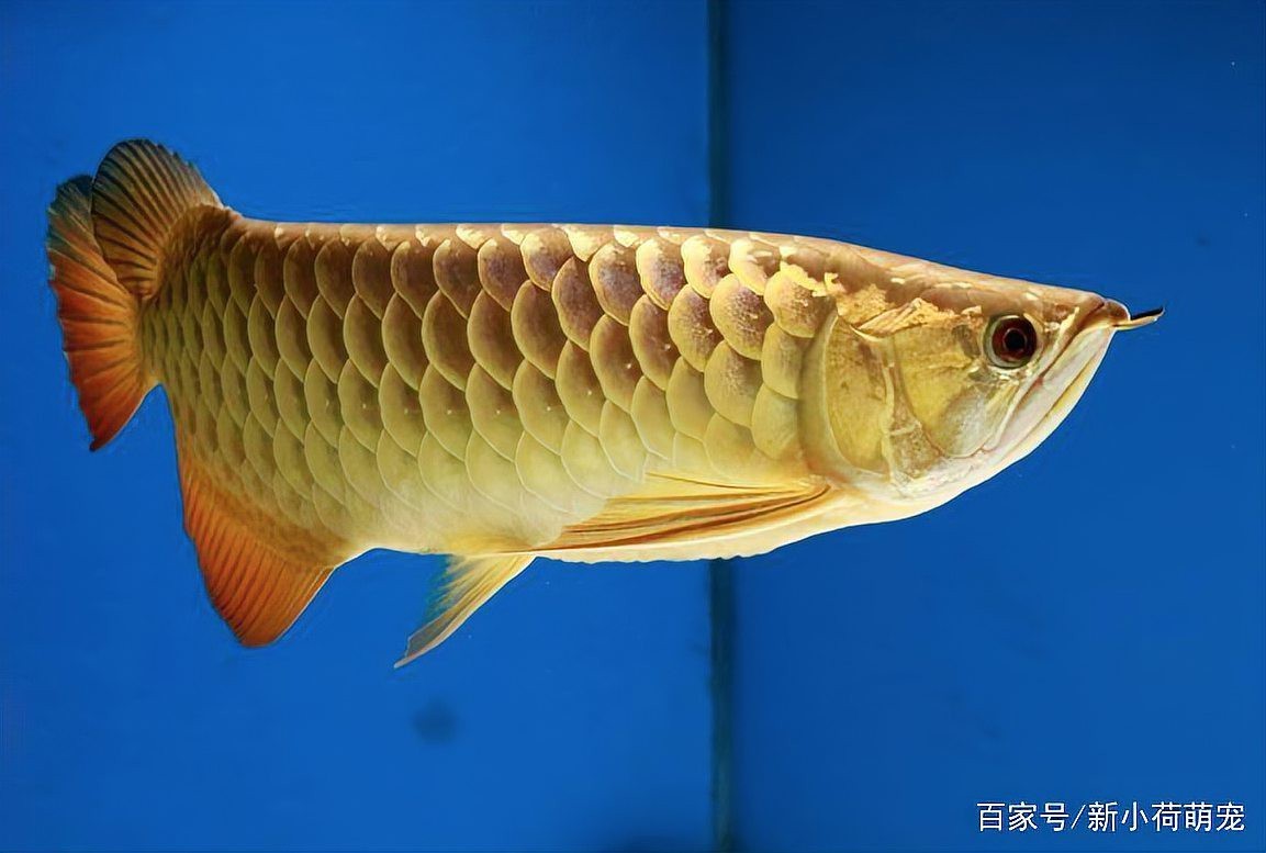 如何檢測金龍魚水質是否異常？ 如何檢測金龍魚水質是否異常？ 龍魚論壇 第9張