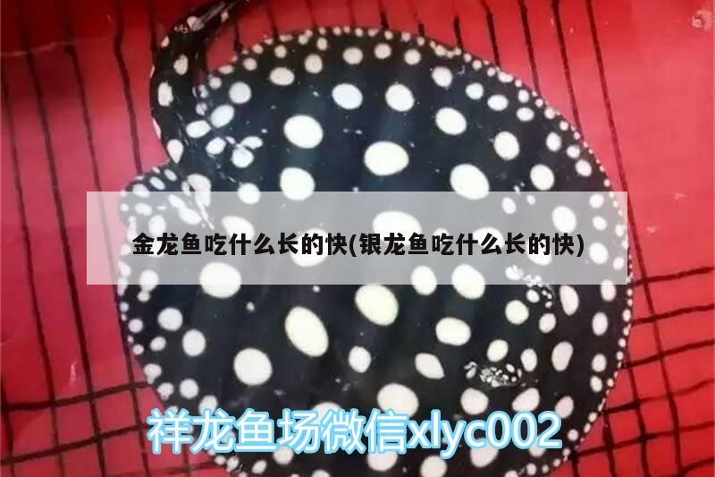 飼料 金龍魚吃什么長的快(銀龍魚吃什么長的快) 銀龍魚百科 金龍魚吃什么長的快(銀龍魚吃什么長的快) 金龍魚吃什么長的快(銀龍魚吃什么長的快) 銀龍魚百科