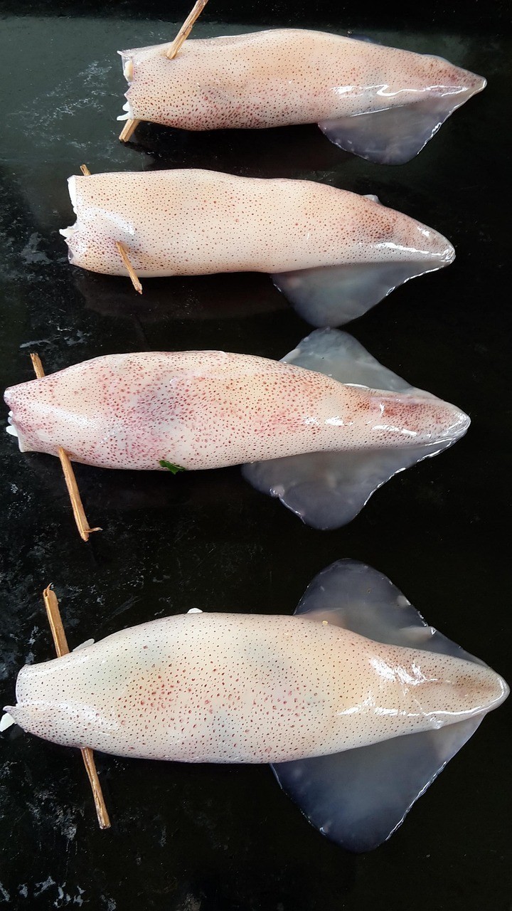 和銀龍魚很像的白色魚是什么品種（和銀龍魚很像的白色魚是什么品種的）
