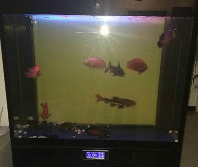 銀龍魚喂多少顆粒飼料（銀龍魚喂多少顆粒飼料合適）