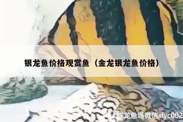 銀龍魚價格觀賞魚（金龍銀龍魚價格）