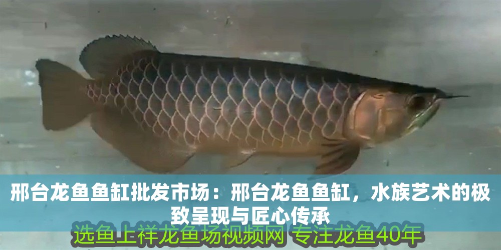邢臺龍魚魚缸批發(fā)市場：邢臺龍魚魚缸，水族藝術(shù)的極致呈現(xiàn)與匠心傳承