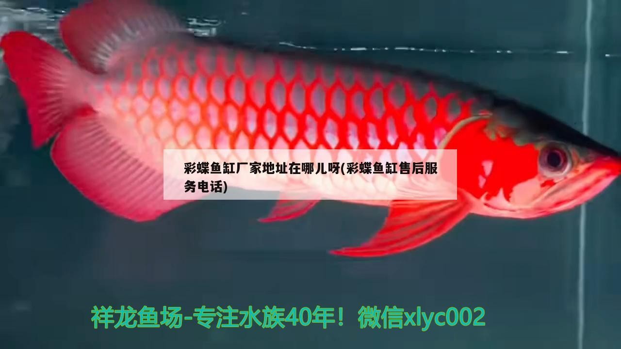 銀龍魚魚苗怎么養(yǎng)好的簡(jiǎn)單介紹